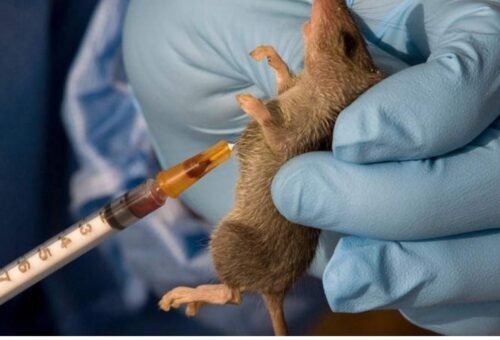 NCDC records 259 Lassa fever deaths, 1,104 confirmed cases in 2026